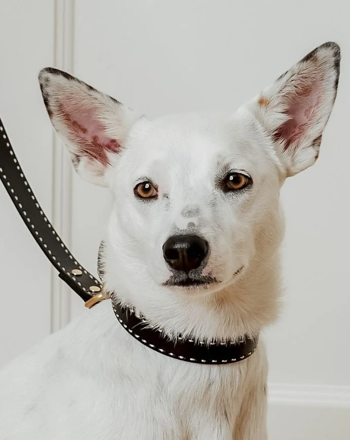 Take the Lead Black Leather Dog Collar - Image 4
