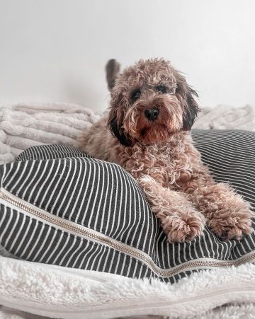 Hello Sailor Black Striped Dog Bed - Image 9
