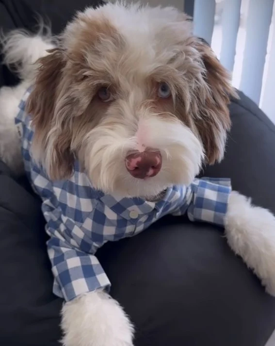 Sylvan French Blue Gingham Dog Shirt - Image 8