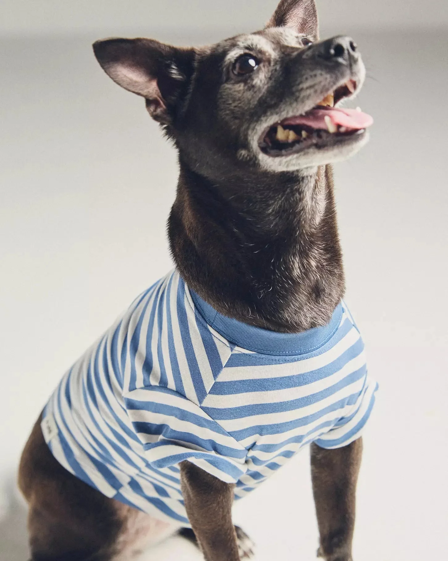 Casual Cutie Blue + White Dog T-Shirt - Image 4