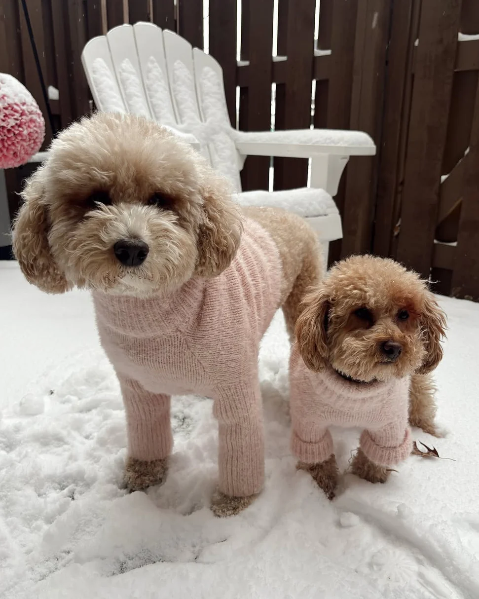 Bobbi Blush Eyelash Knit Dog Sweater - Image 13