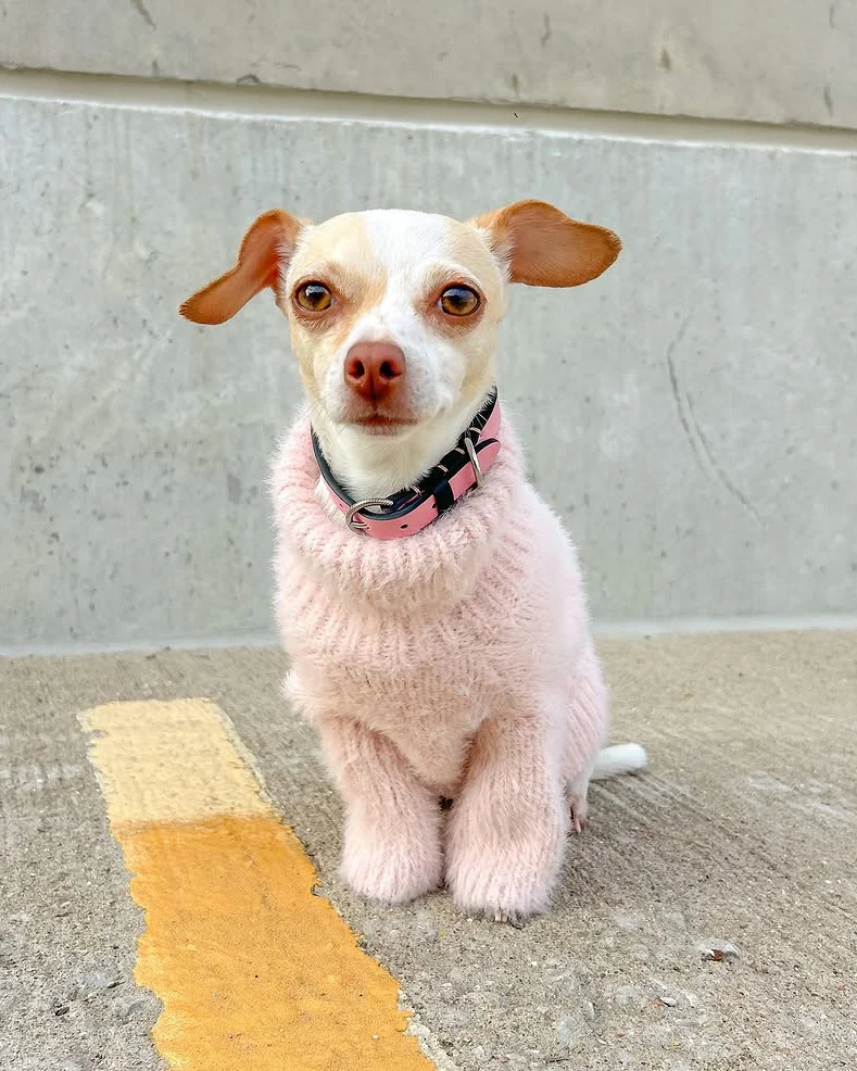 Bobbi Blush Eyelash Knit Dog Sweater - Image 15