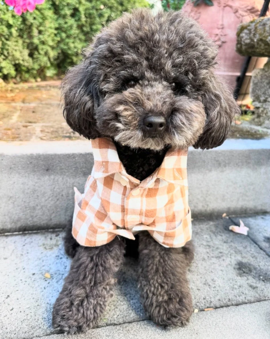 Sylvan Nutmeg Gingham Dog Shirt - Image 5