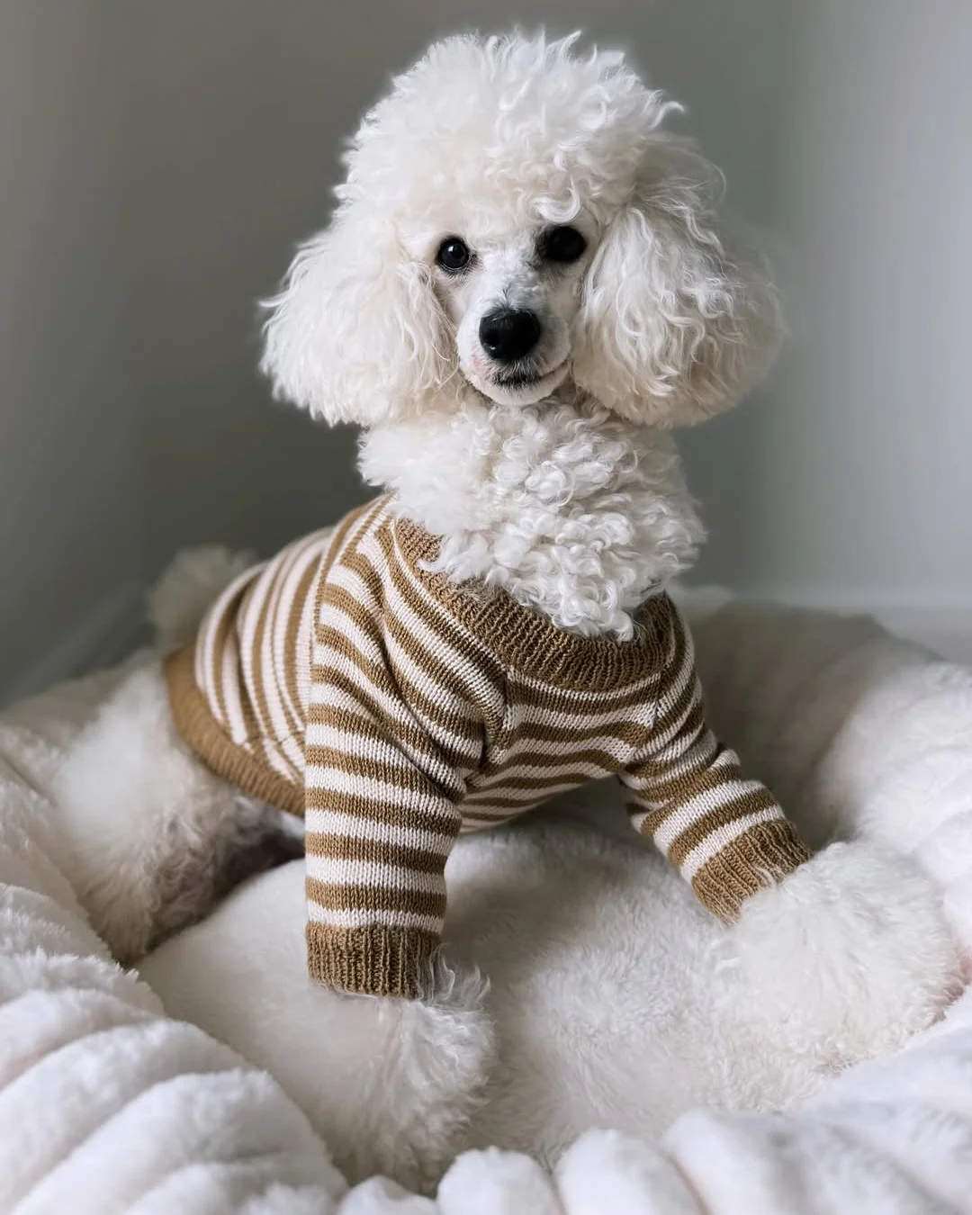 Like A Bandit Nutmeg Striped Dog Sweater - Image 12