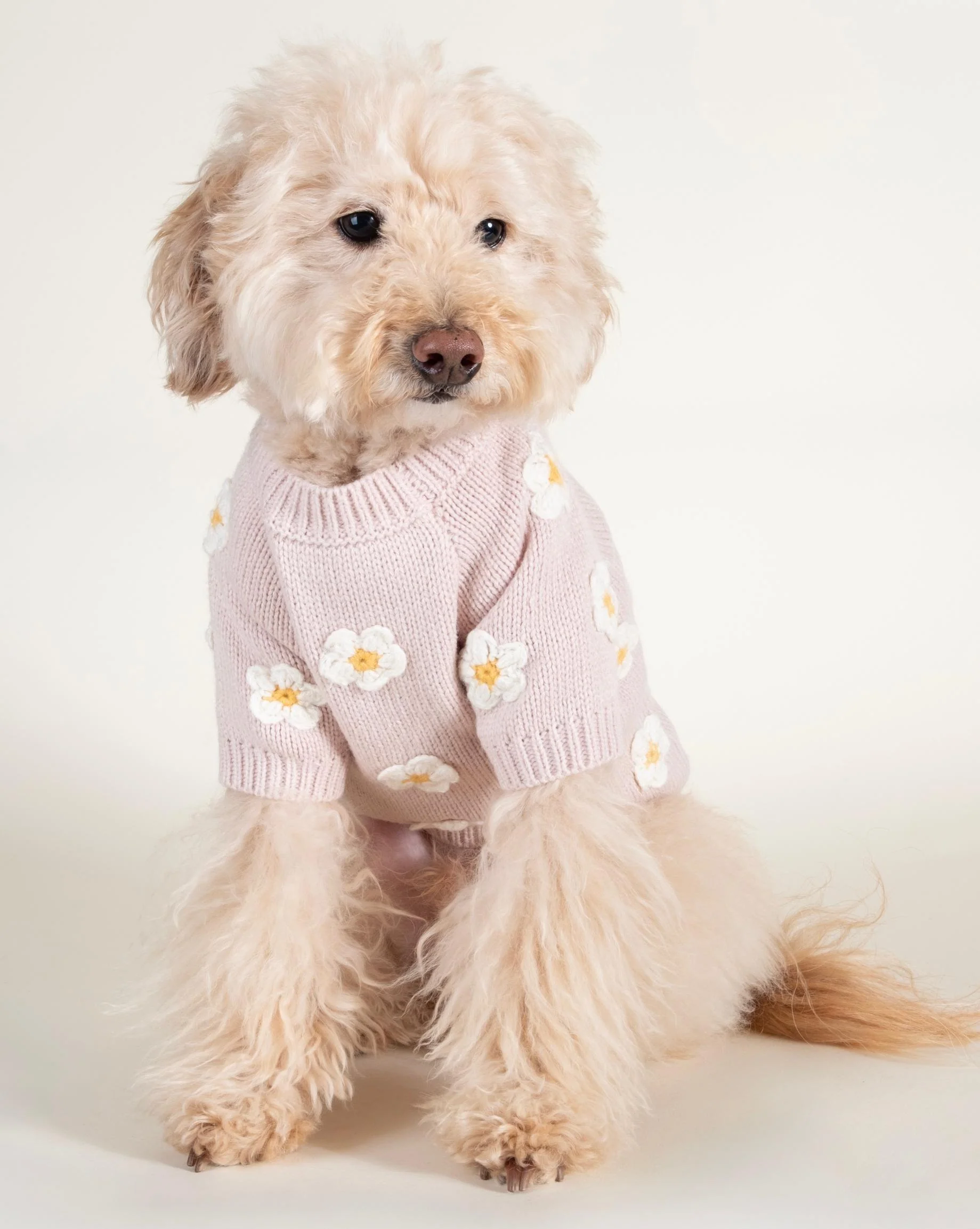 Petal Perfect Blush Daisy Dog Sweater - Image 3