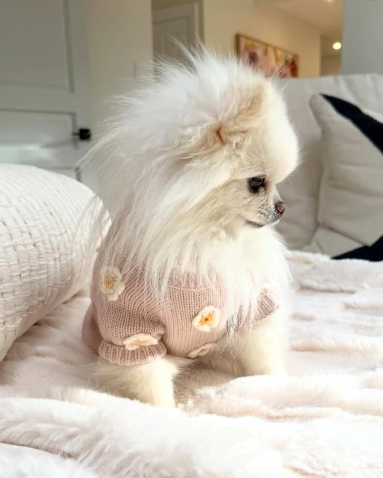 Petal Perfect Blush Daisy Dog Sweater - Image 5