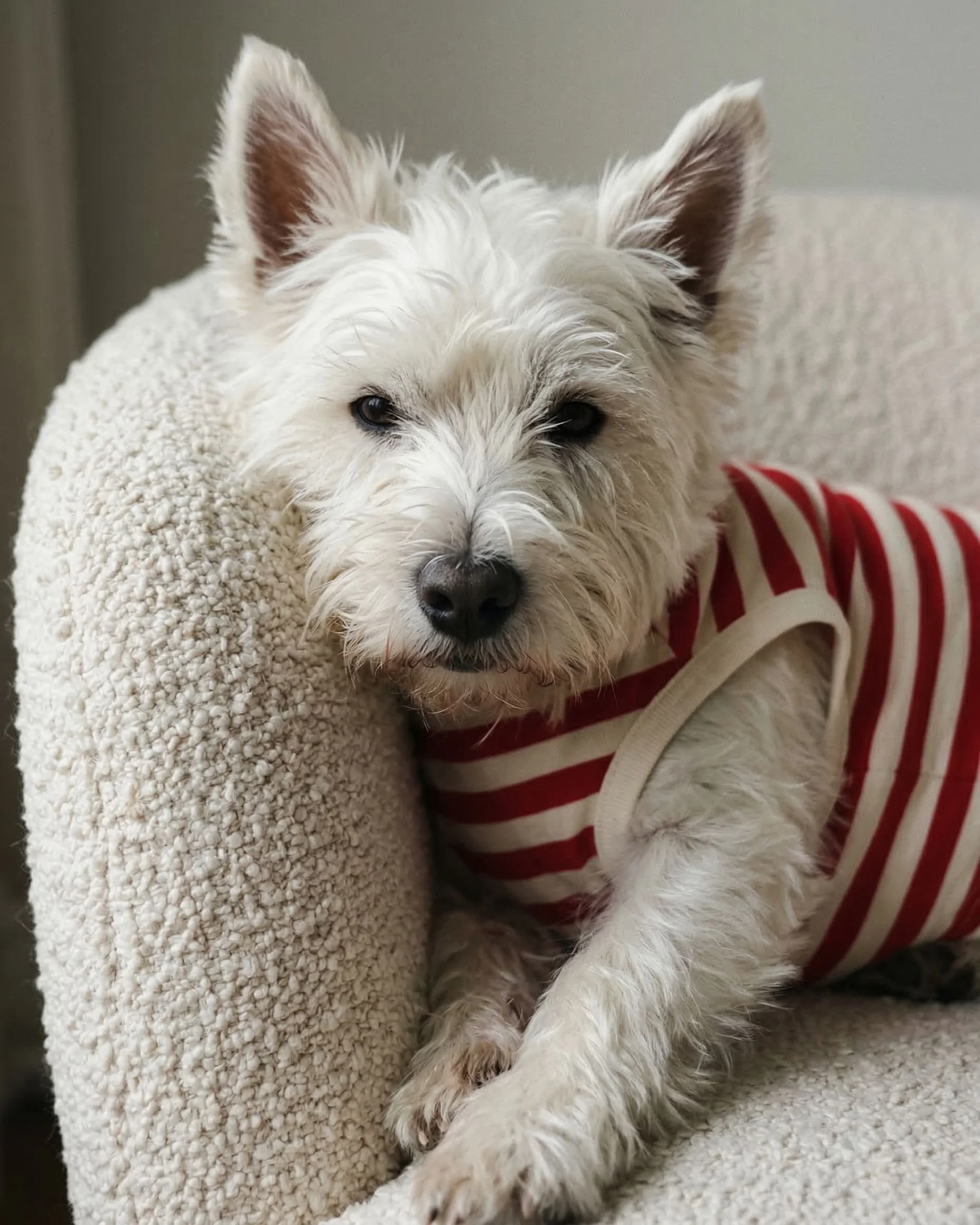 Pup Rally Red + Ivory Striped Dog Tank - Image 3
