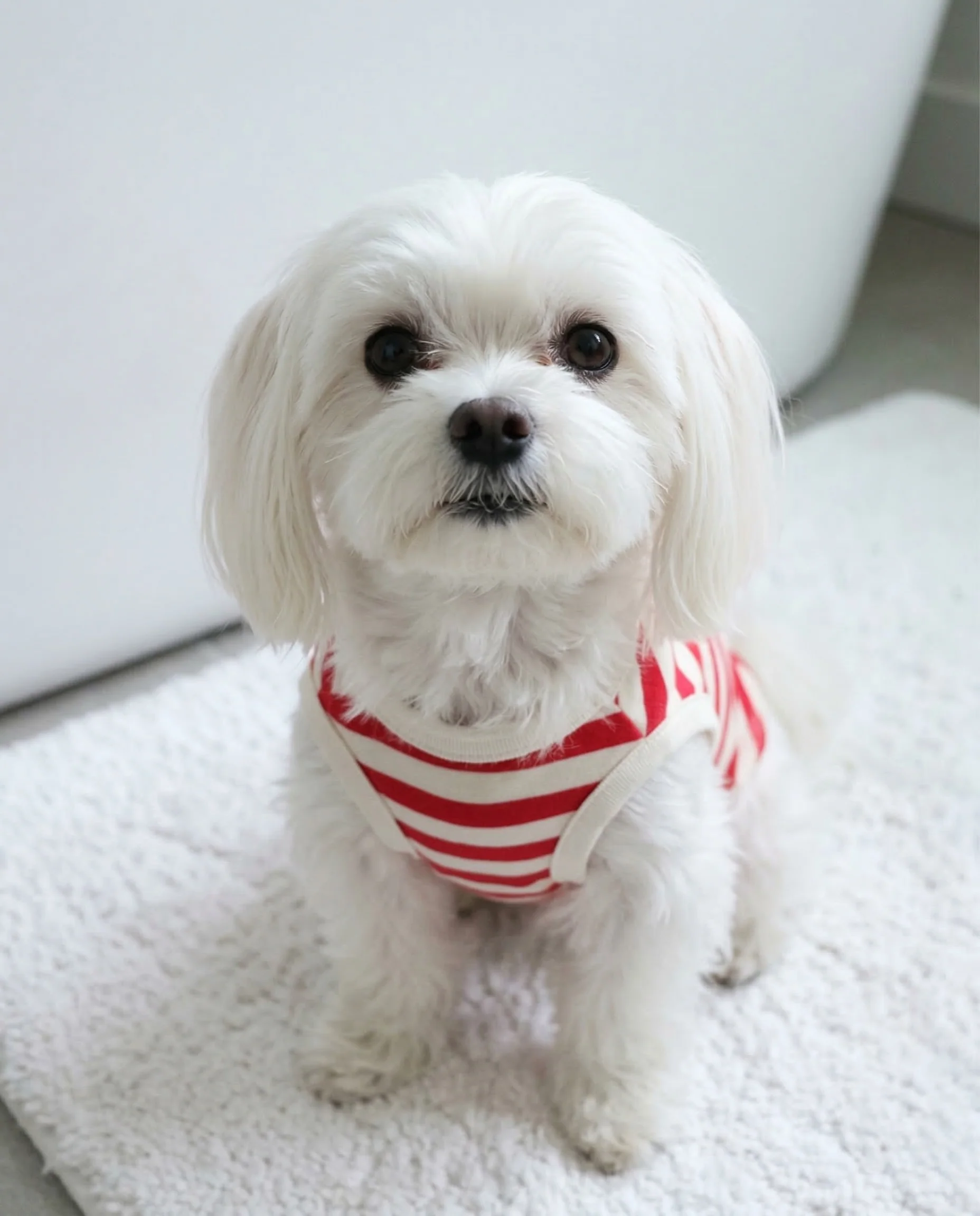 Pup Rally Red + Ivory Striped Dog Tank - Image 7