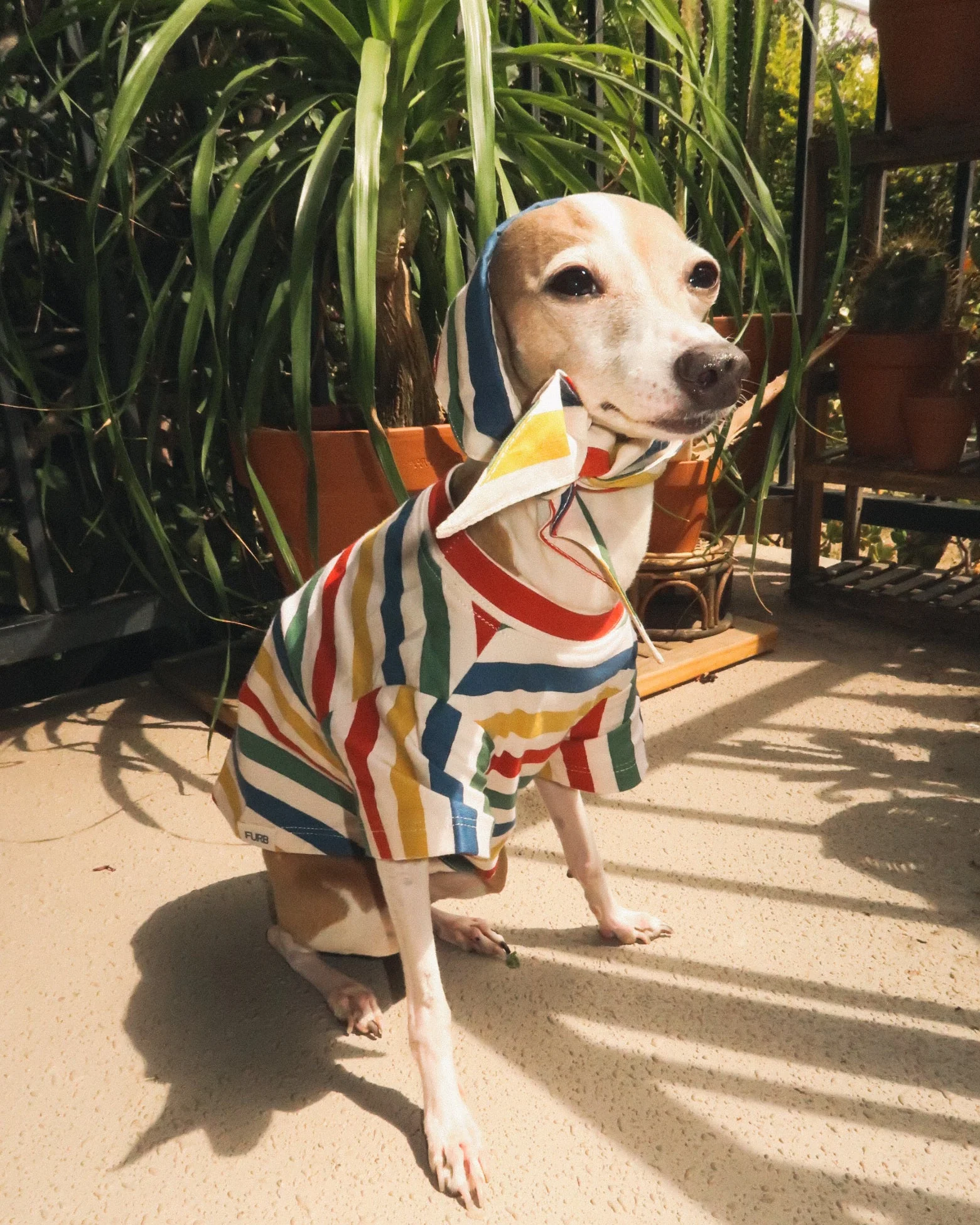 Beach Blanket Bingo Multi Striped Print Dog T-Shirt - Image 3