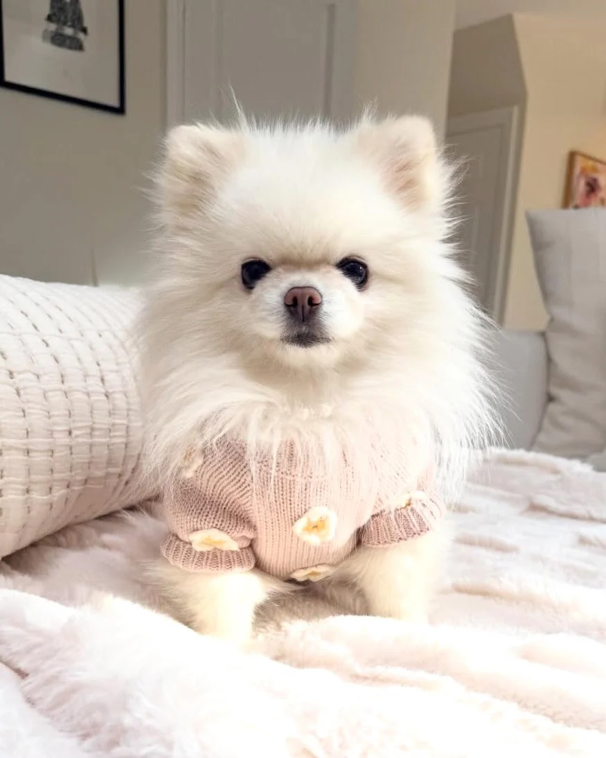 Petal Perfect Blush Daisy Dog Sweater - Image 4