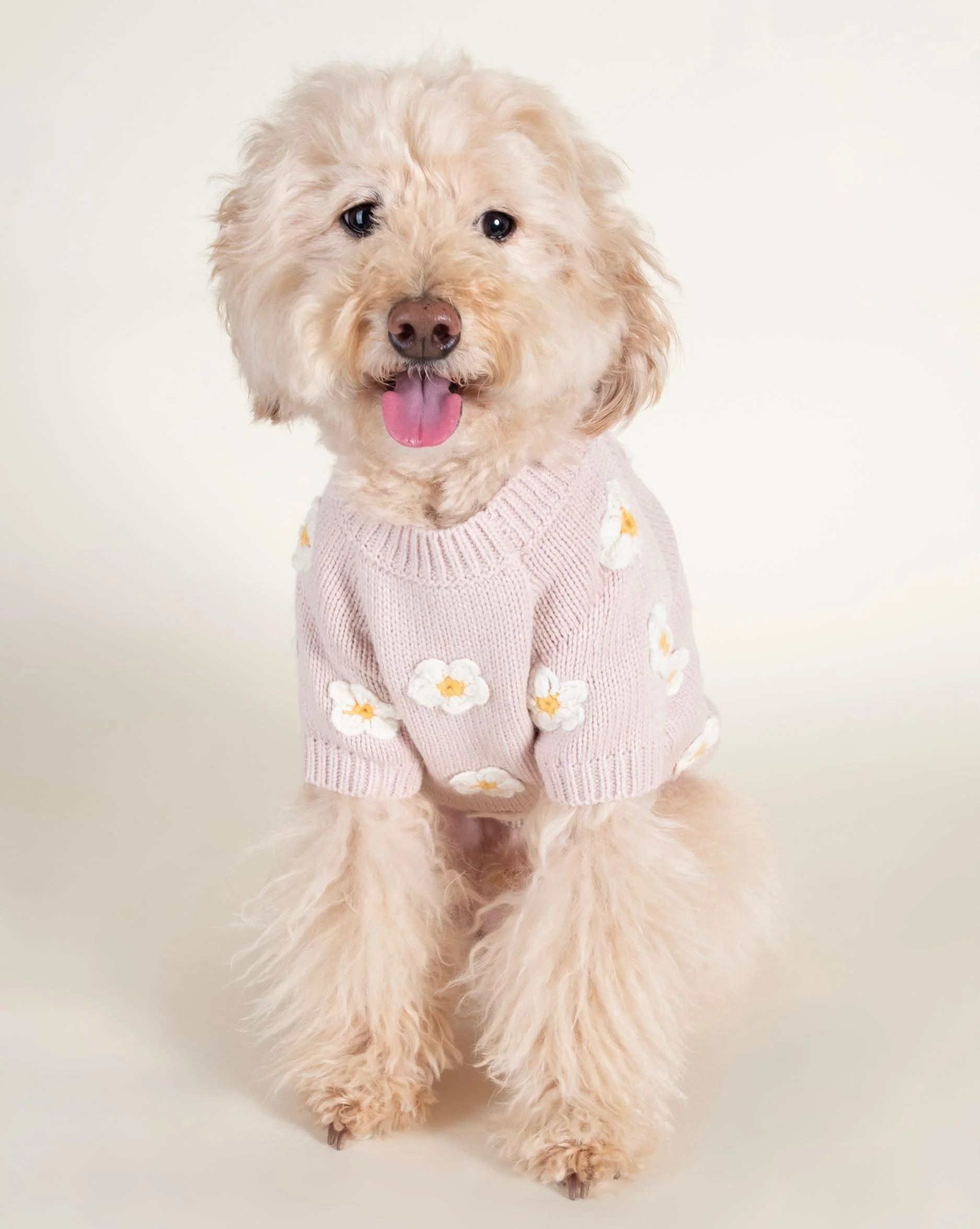 Petal Perfect Blush Daisy Dog Sweater - Image 6