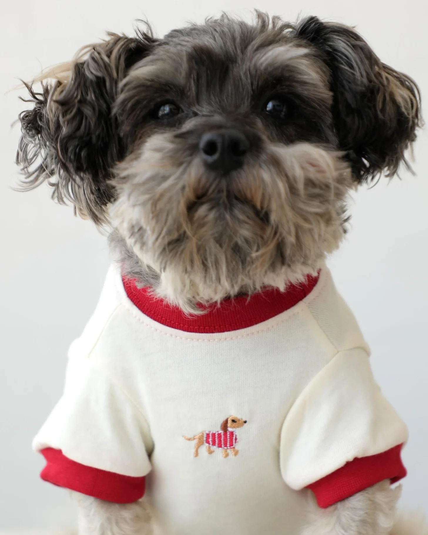 Hot Diggity Dachshund Ringer Tee - Image 2