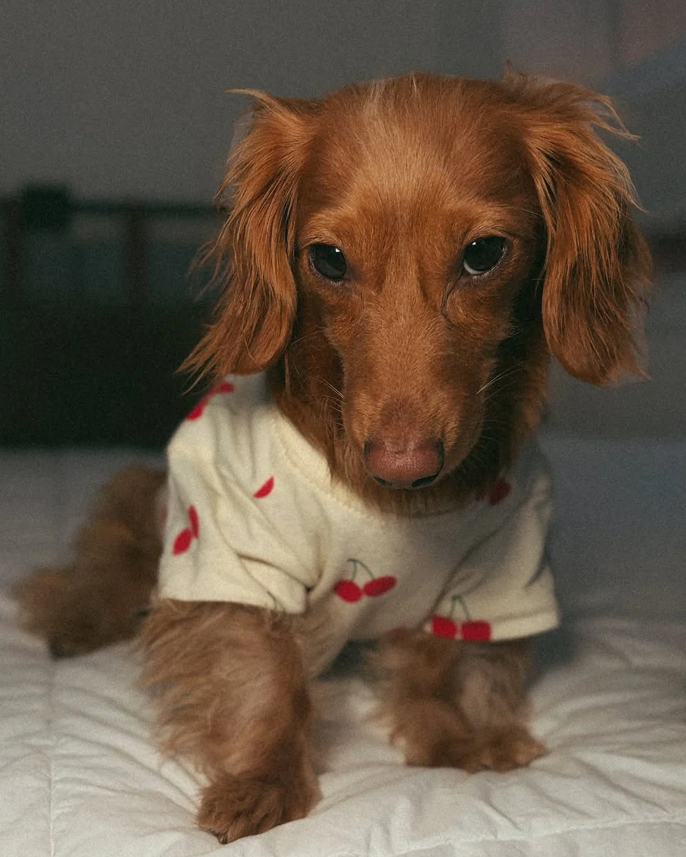 Casual Cutie Cherry Dog T-Shirt - Image 6
