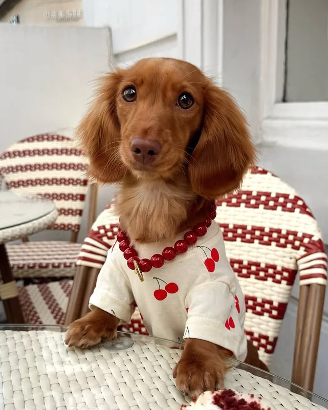 Casual Cutie Cherry Dog T-Shirt - Image 8