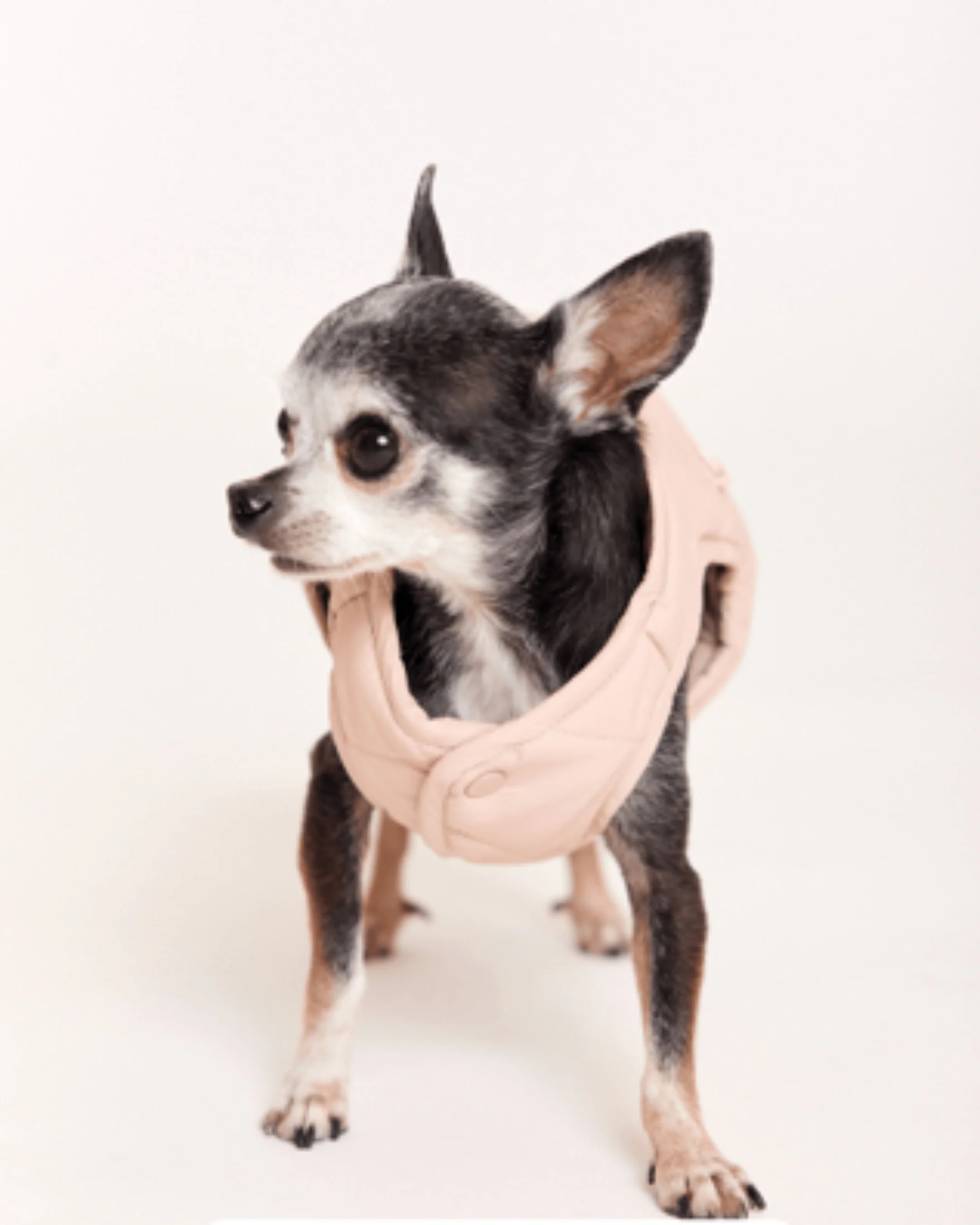 Maxbone Blush Eco Packable Dog Jacket - Image 7