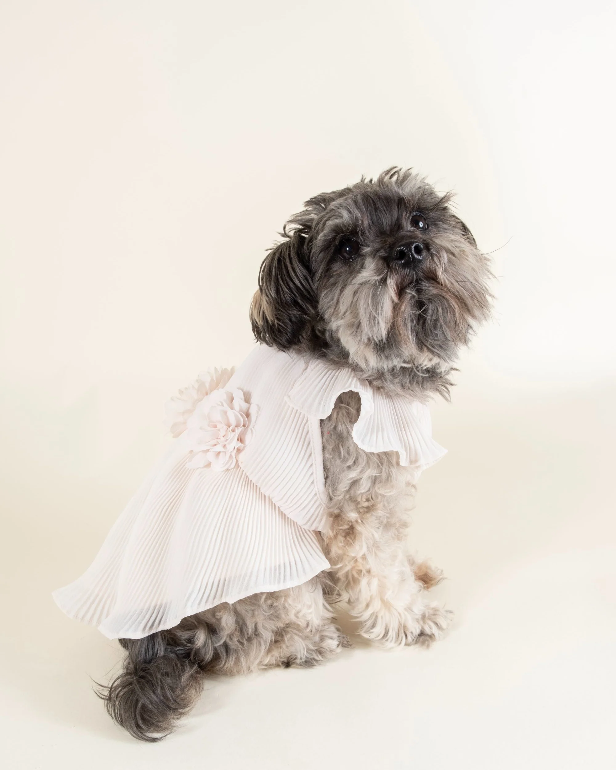 Love Story Petal Pink Pleated Chiffon Dog Dress - Image 4