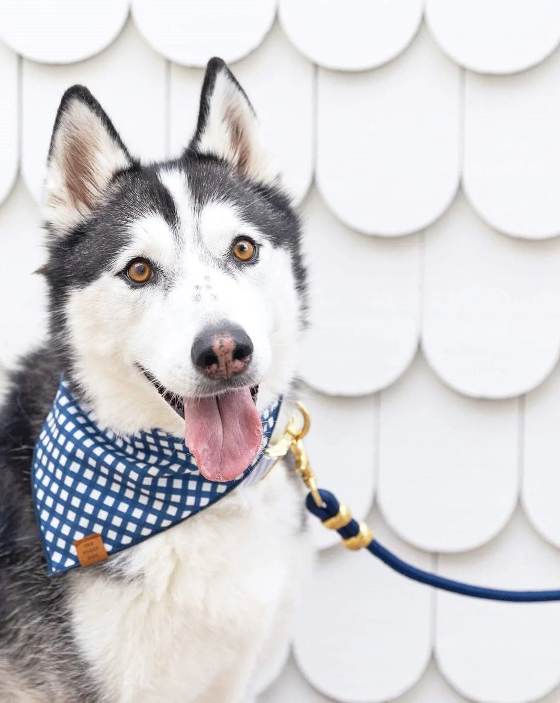 The Foggy Dog Ocean Marine Rope Dog Leash - Image 4