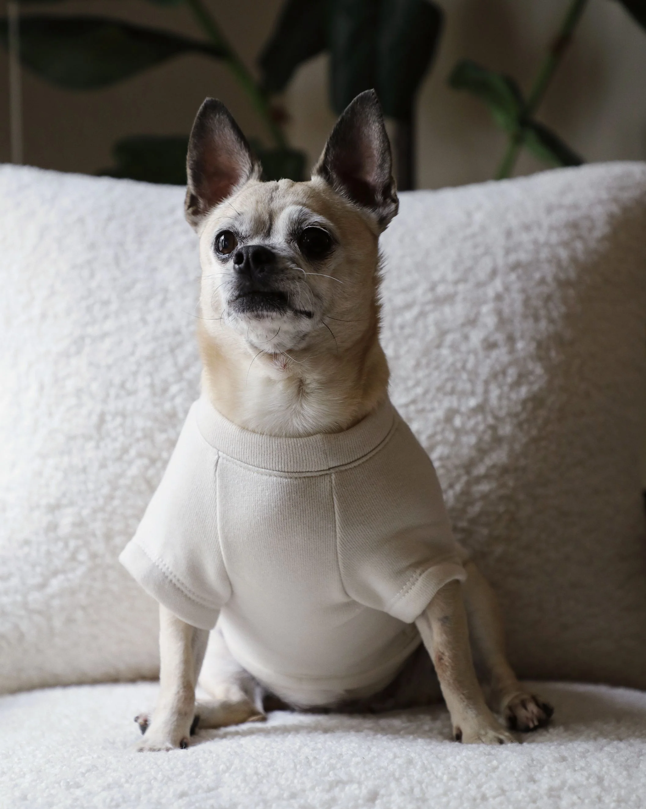 All Smiles Graphic Dog Sweatshirt - Image 6