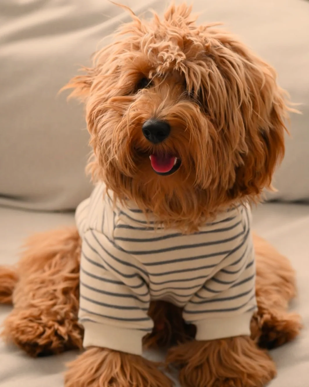 Ziggy Grey Stripe Dog Hoodie - Image 5