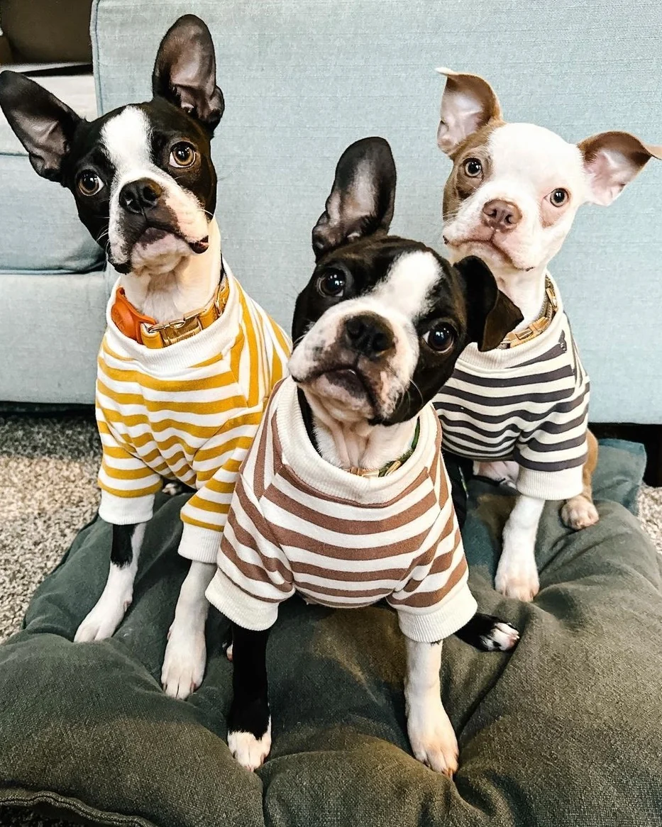 Camden Charcoal Striped Dog Sweatshirt - Image 11
