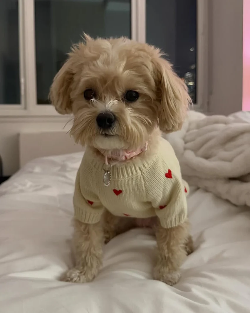 Fur-ever Yours Heart Dog Sweater - Image 3