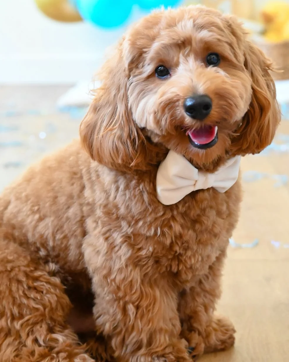 Trés Chic Ivory Velvet Bow Tie - Image 5