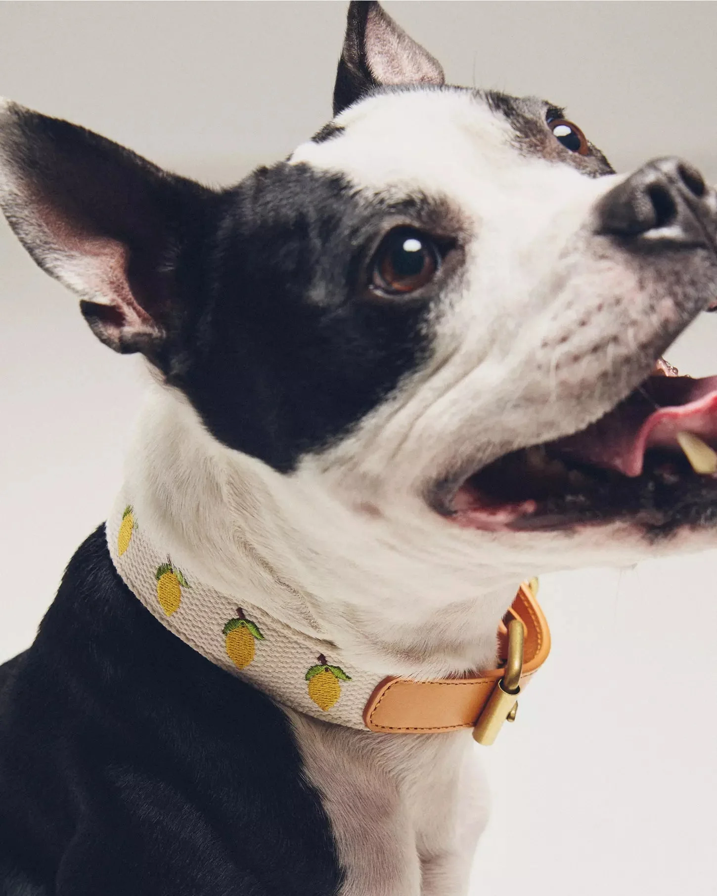 Petit Market Lemon Embroidered Dog Collar - Image 6