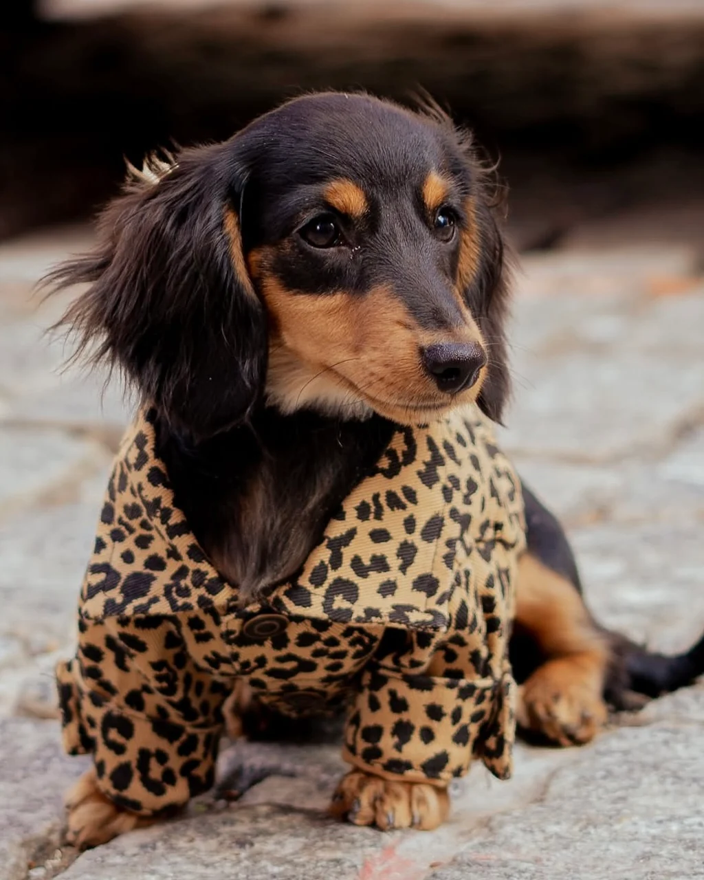 Ozzie Leopard Denim Dog Jacket - Image 2