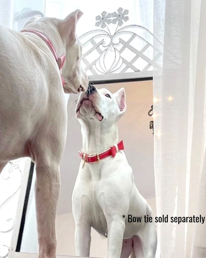 Demure Dog Red Leather Collar - Image 2