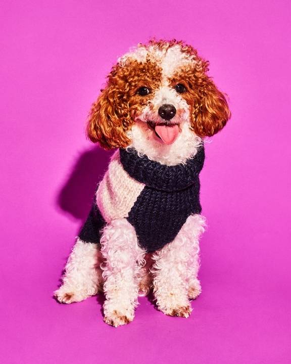 Check You Out Navy + White Dog Sweater - Image 2