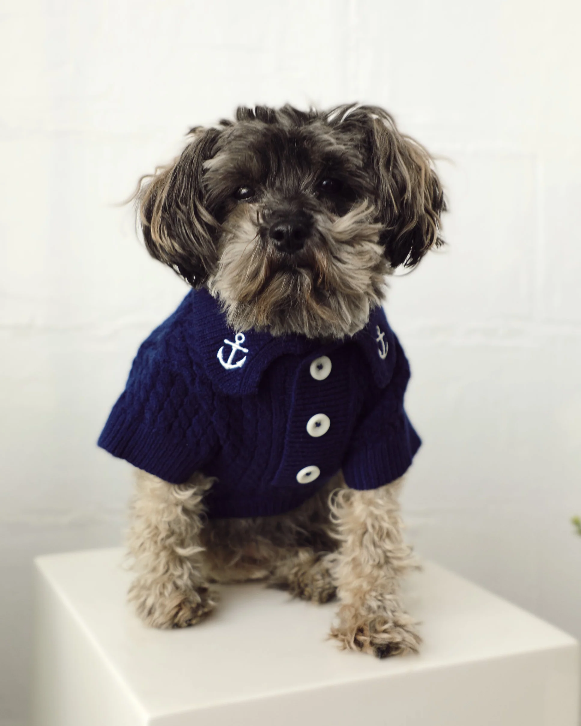 Little Skipper Navy Cable Knit Polo Sweater - Image 4