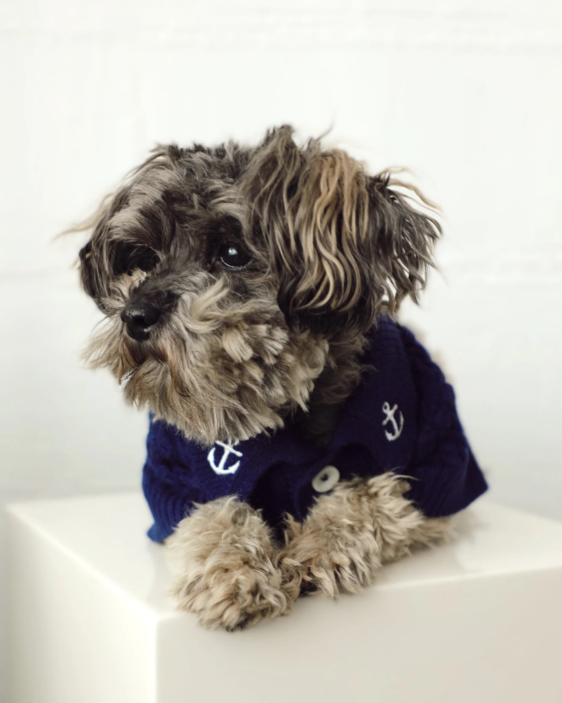 Little Skipper Navy Cable Knit Polo Sweater - Image 7