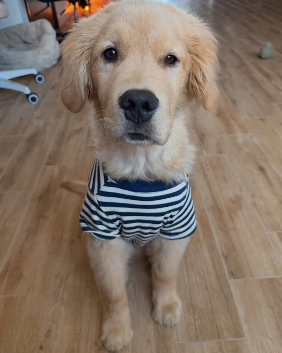 Playful Pooch Navy + Ivory Striped Dog T-Shirt - Image 8