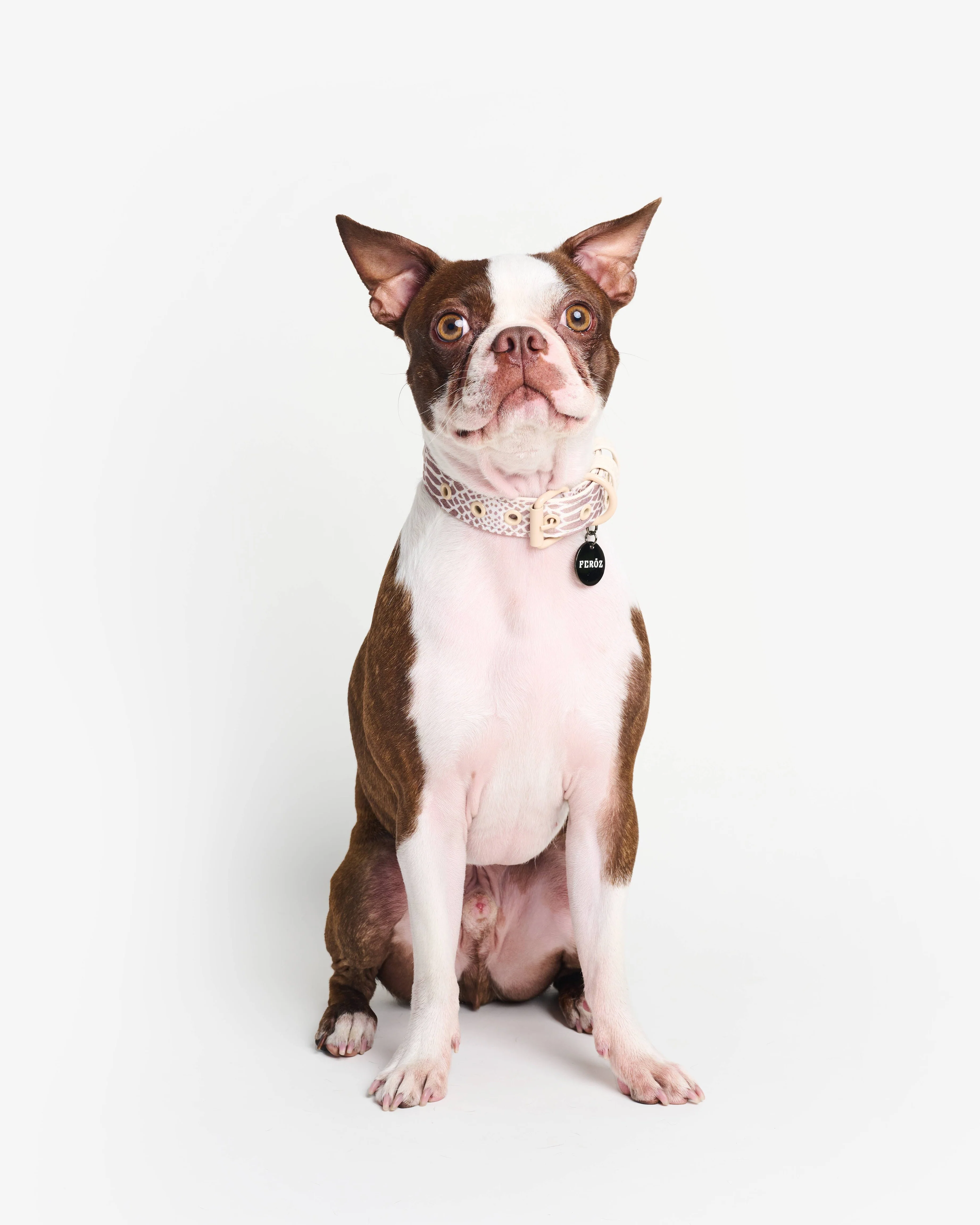 Fierce + Fab Neutral Snake Dog Collar - Image 6