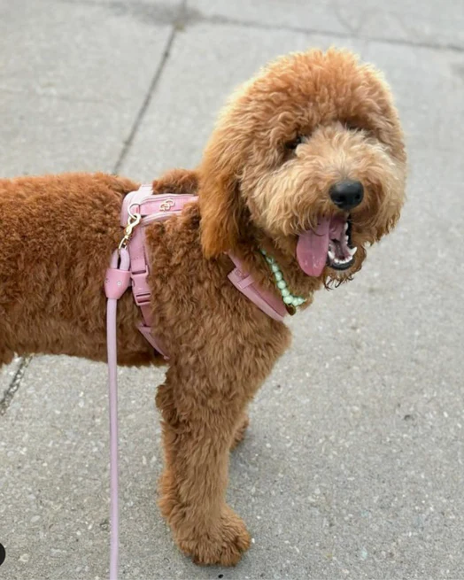 Sunday Stroll Hands-Free Rose Dog Leash - Image 4