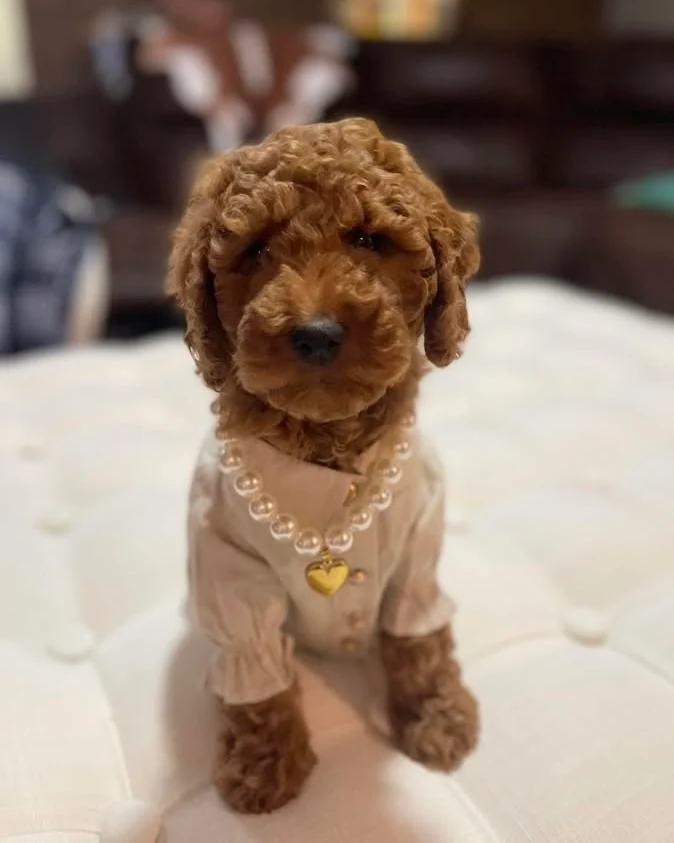 Polished Pup Pearl Dog Necklace - Image 3