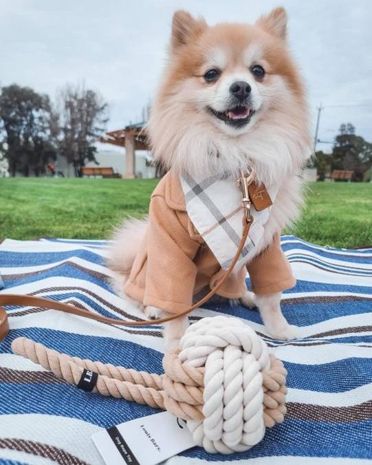 All Tied Up Tan + White Rope Toy - Image 2