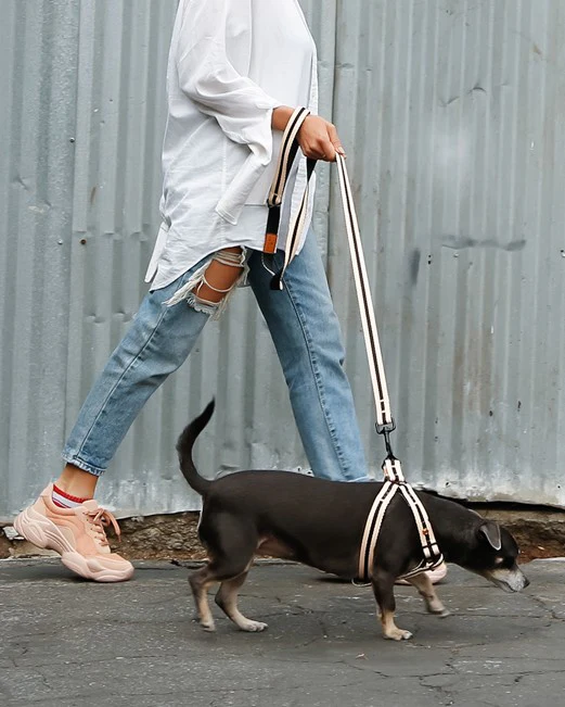 Le Classic Dog Leash in Rue Cambon - Image 2