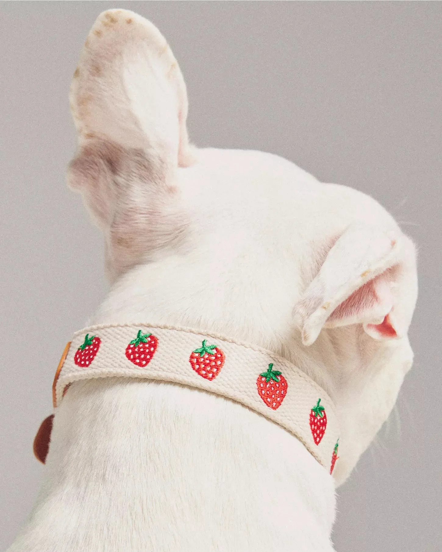Petit Market Strawberry Embroidered Dog Collar - Image 7
