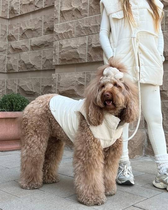 On Cloud K-9 Ivory Teddy Dog Vest - Image 5