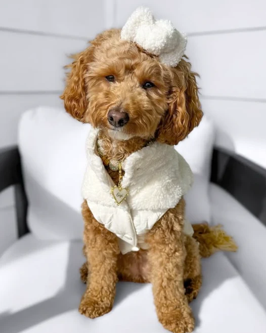 On Cloud K-9 Ivory Teddy Dog Vest - Image 8